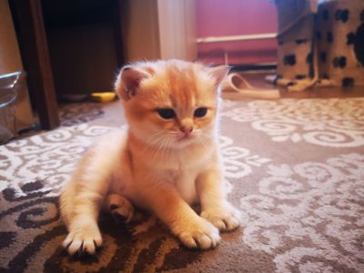 Котята британской золотой шиншиллы
