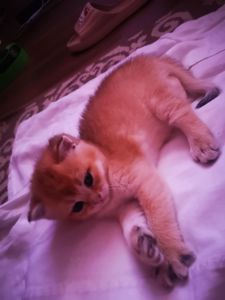 Котята британской золотой шиншиллы