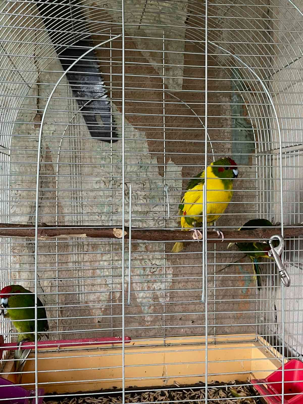 Какарік