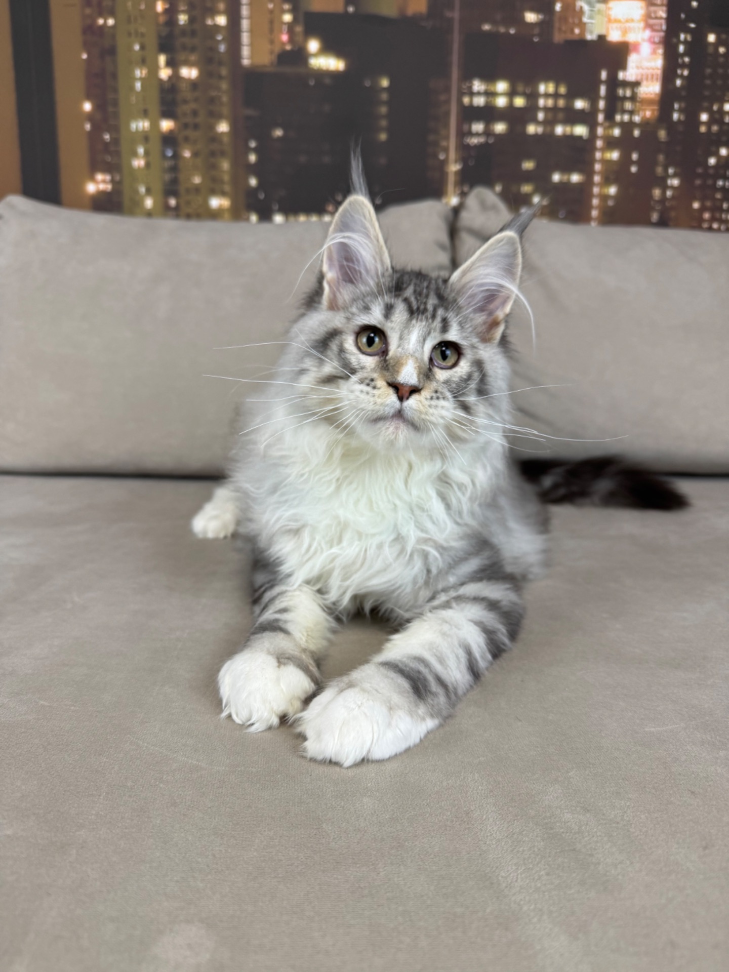 Котята Мейн кун из питомника