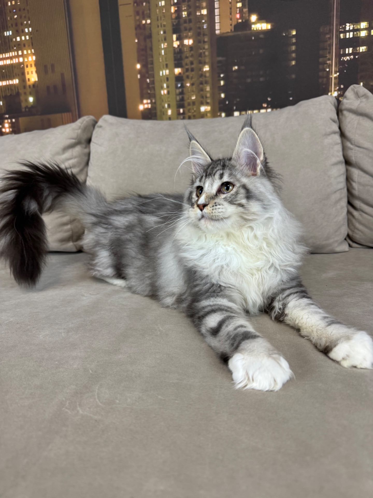 Котята Мейн кун из питомника