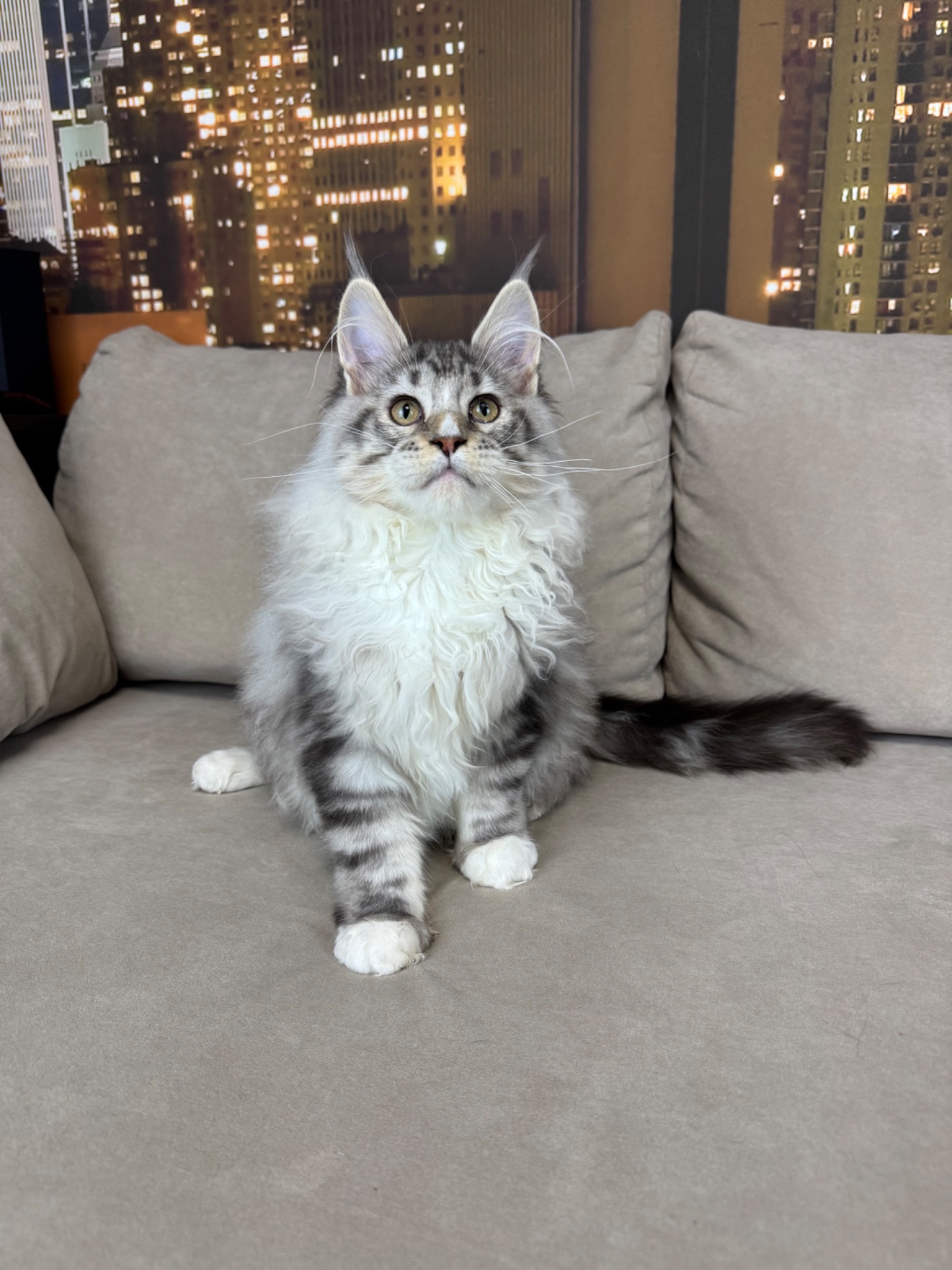 Котята Мейн кун из питомника