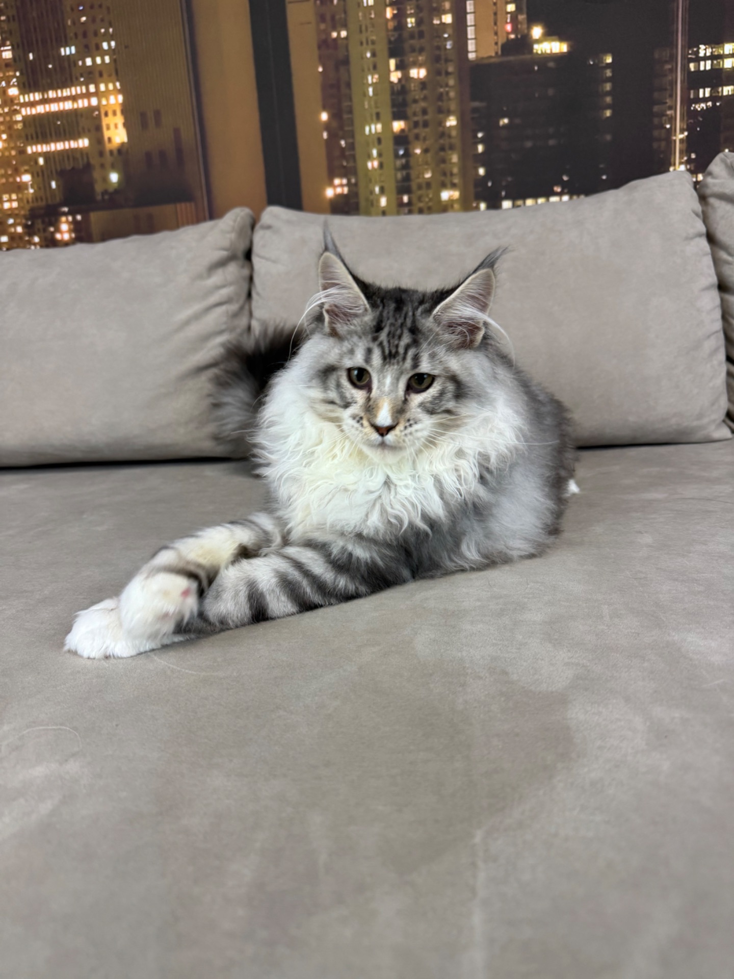 Котята Мейн кун из питомника