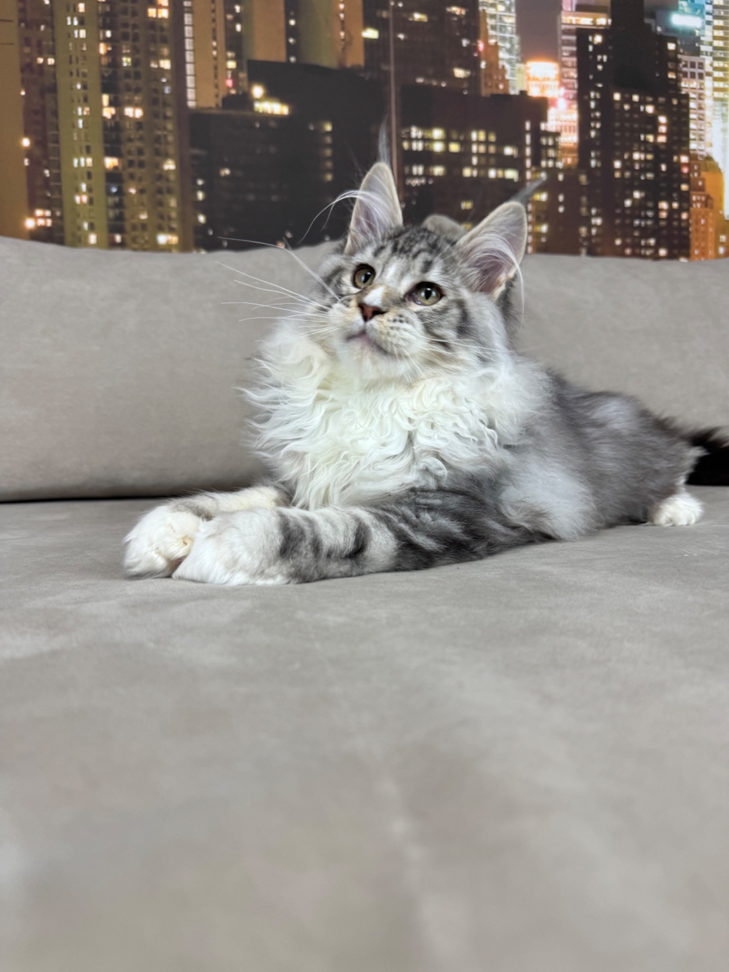 Котята Мейн кун из питомника