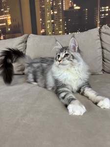Котята Мейн кун из питомника
