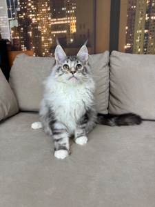 Котята Мейн кун из питомника