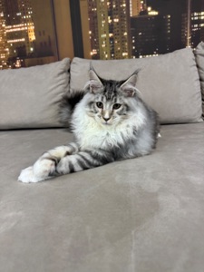 Котята Мейн кун из питомника