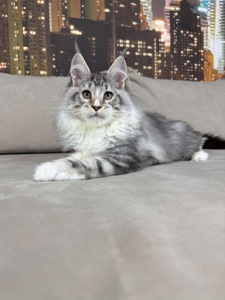 Котята Мейн кун из питомника