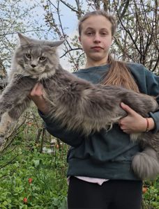 Грей большой мальчик мейн кун