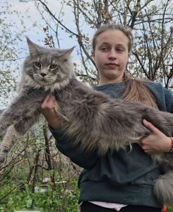 Грей большой мальчик мейн кун