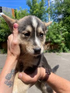 цуценя Каліпсо, різноока красуня, 2 міс