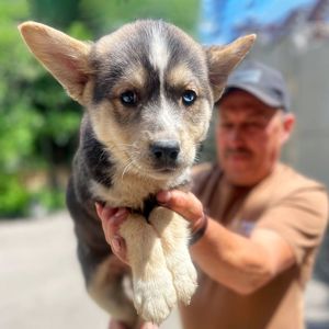 цуценя Каліпсо, різноока красуня, 2 міс
