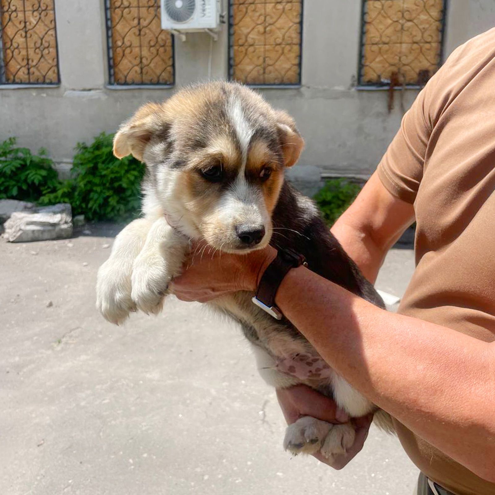 цуценя хаскі Краш
