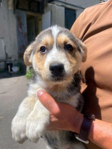 цуценя хаскі Краш