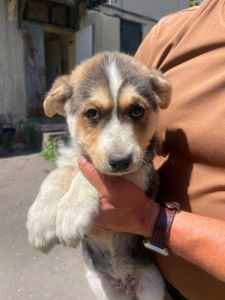 цуценя хаскі Краш