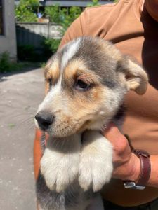 цуценя хаскі Краш