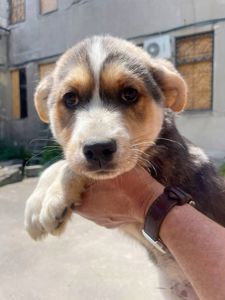 цуценя хаскі Краш