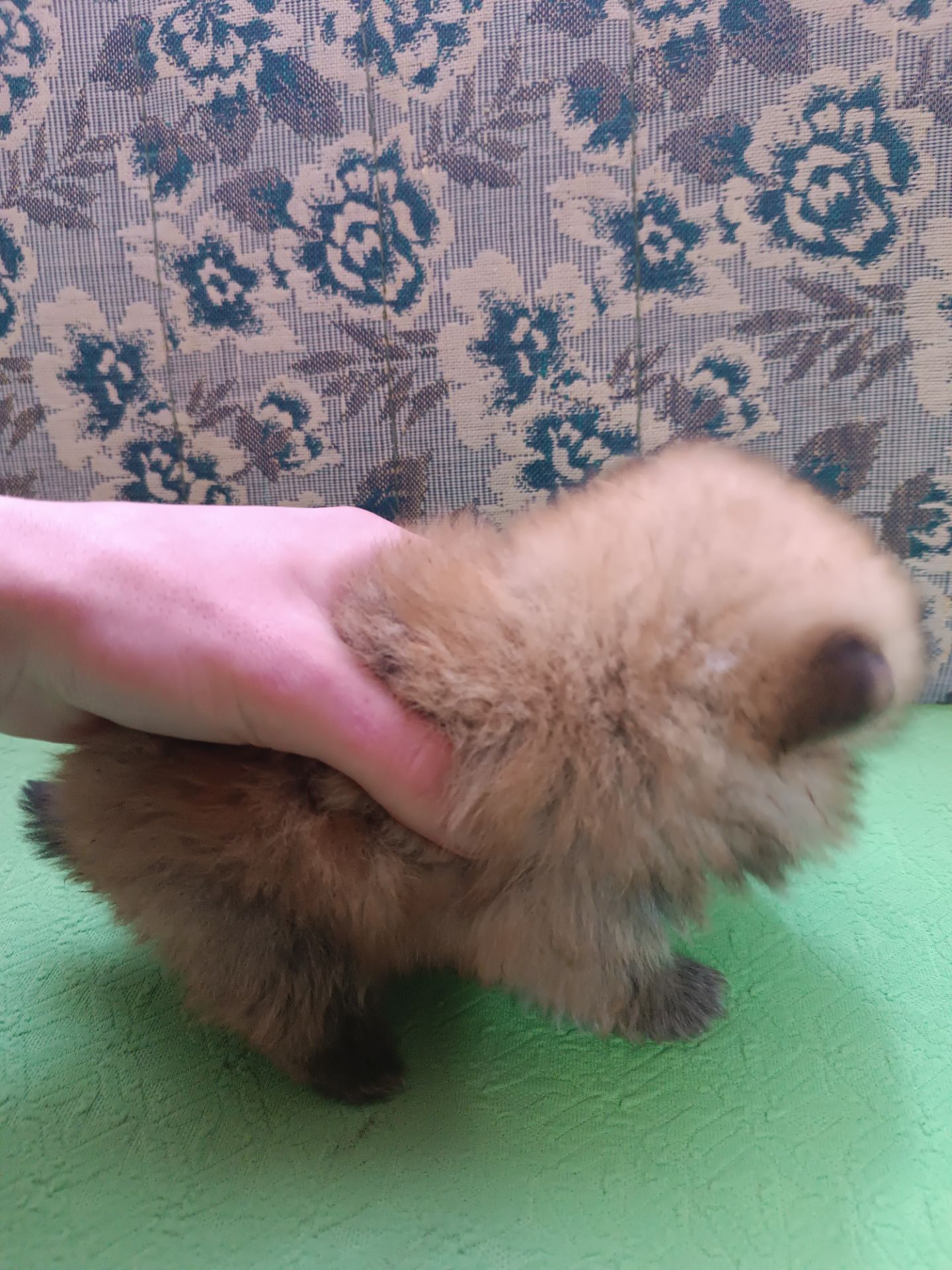 Продаю 3 хлопчиків породи шпіц