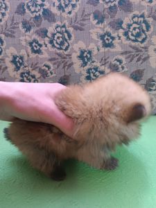 Продаю 3 хлопчиків породи шпіц