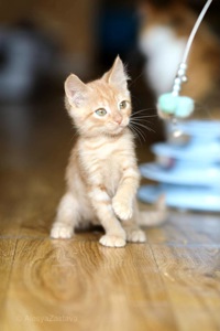 Кошеня Тамагавк