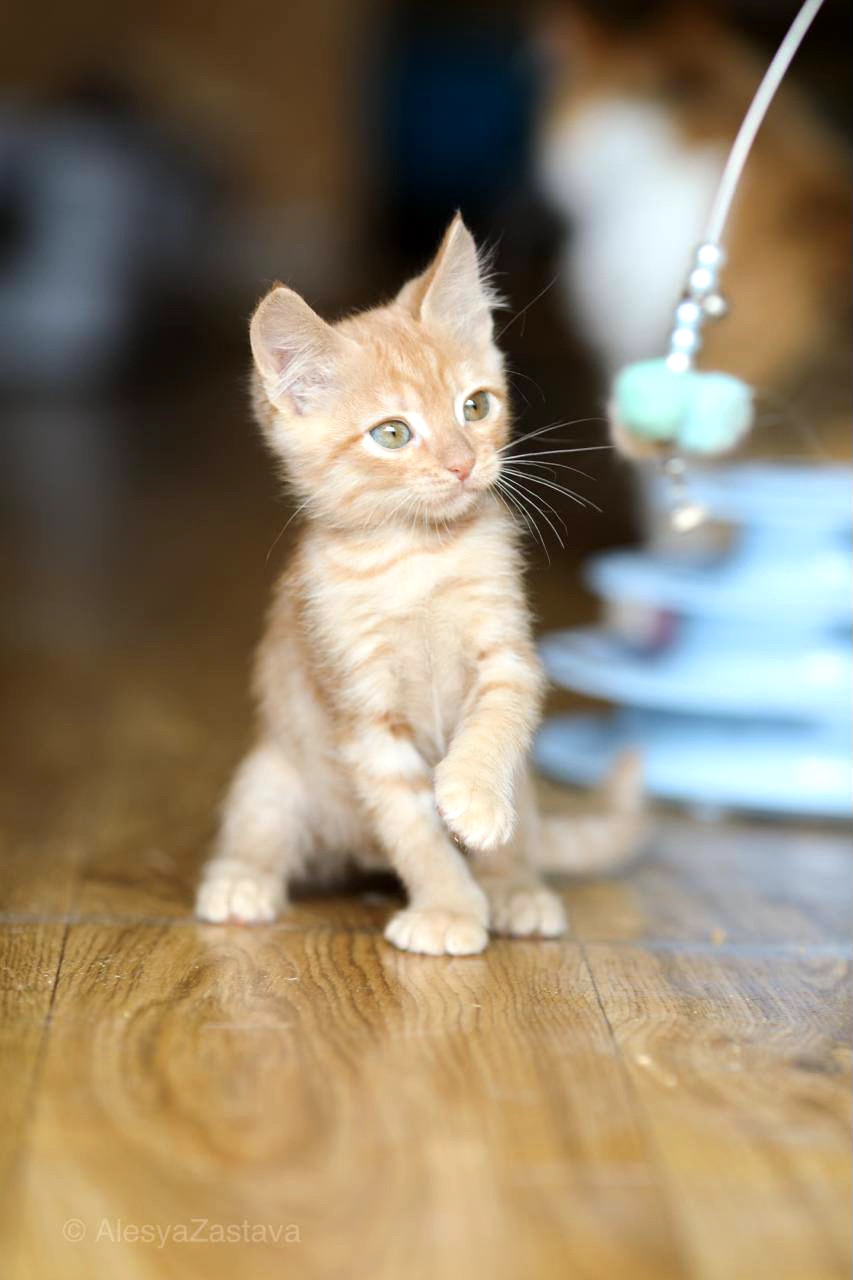 Кошеня Тамагавк