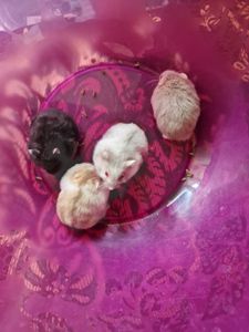 Хомо-хлопчики Джунгарських селекційних ліній