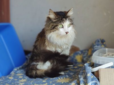 Касіопея