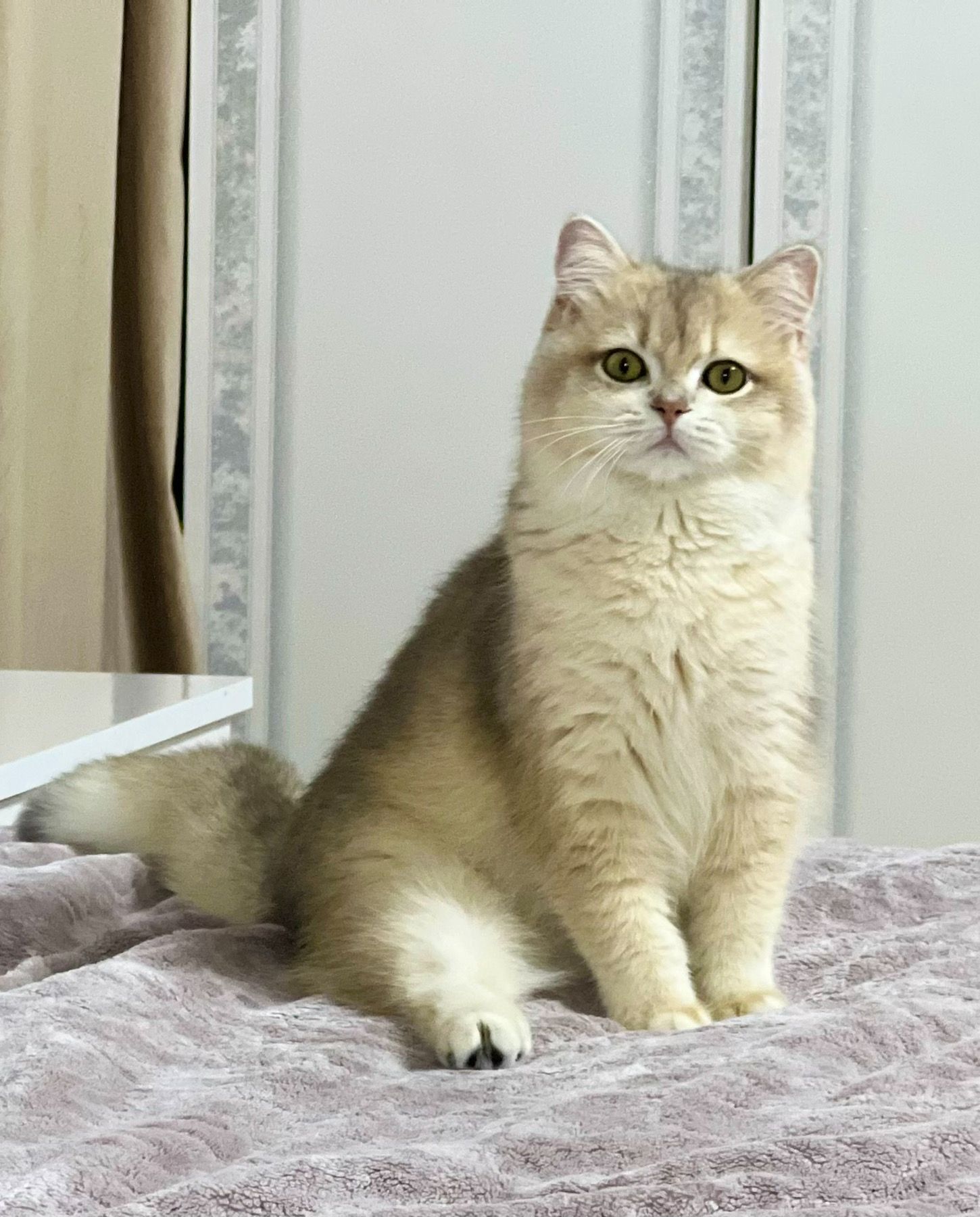 Британська золота шиншилла