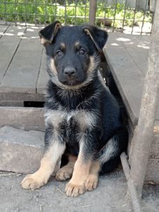 Продам щенков немецкой овчарки