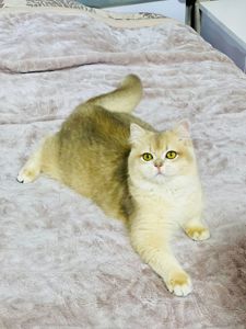 Британська золота шиншилла