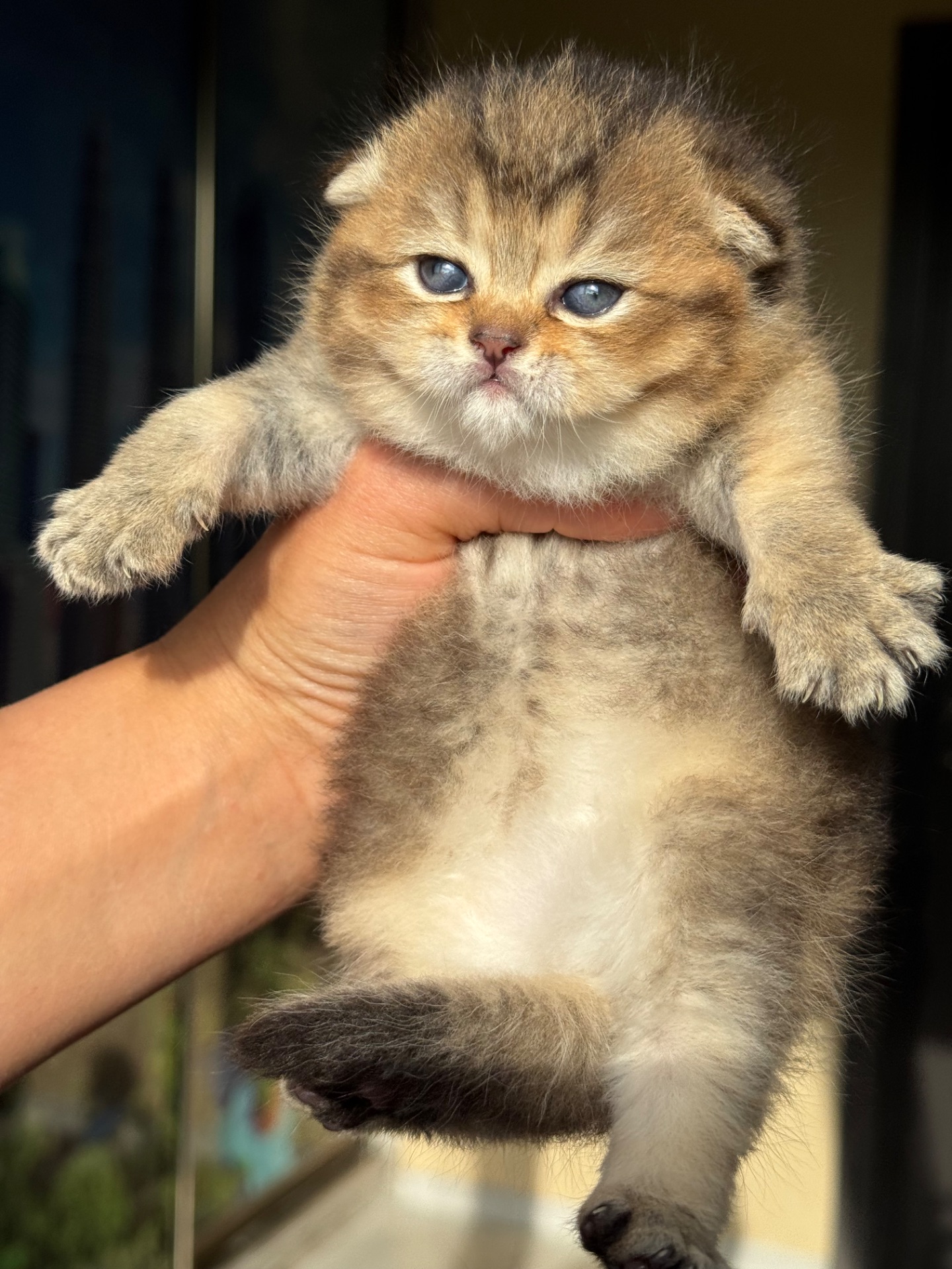 шотландские котята вислоухие(Scottish Fold)