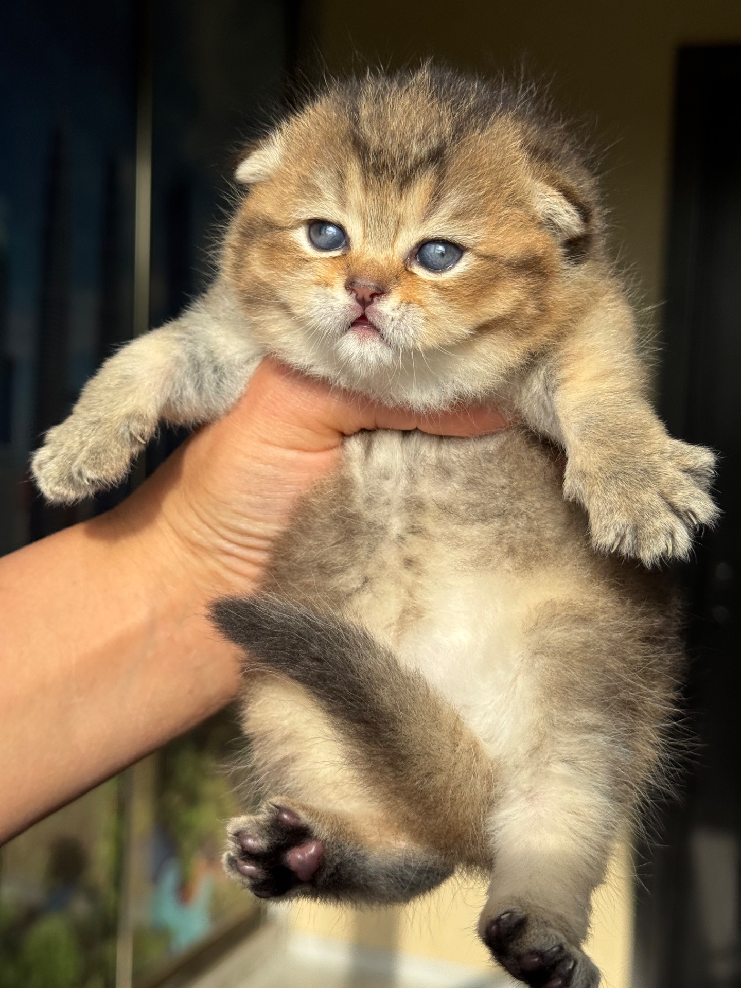 шотландские котята вислоухие(Scottish Fold)