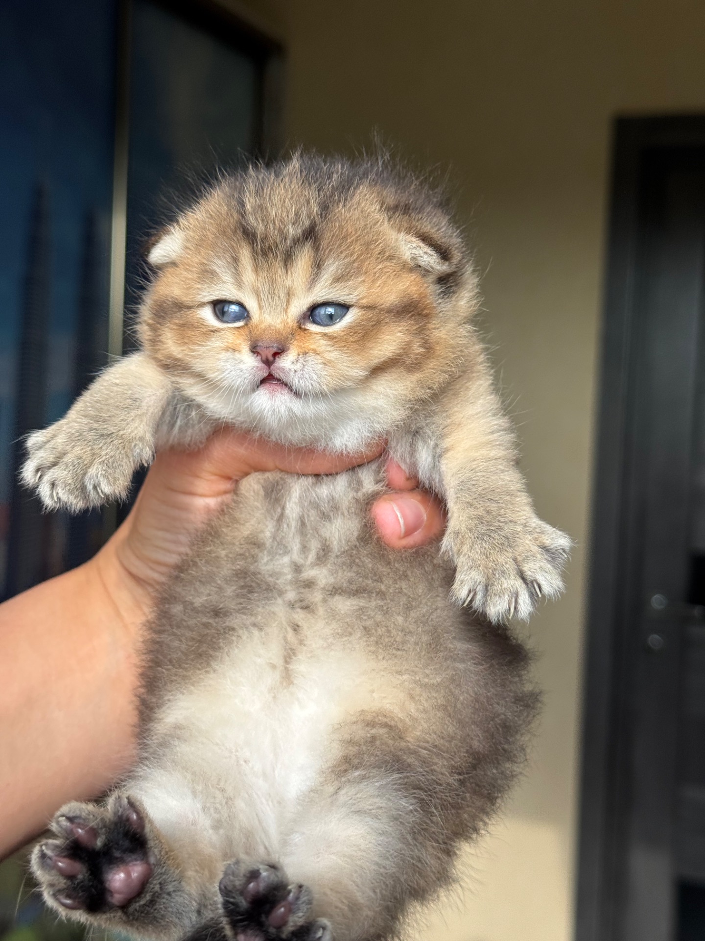 шотландские котята вислоухие(Scottish Fold)