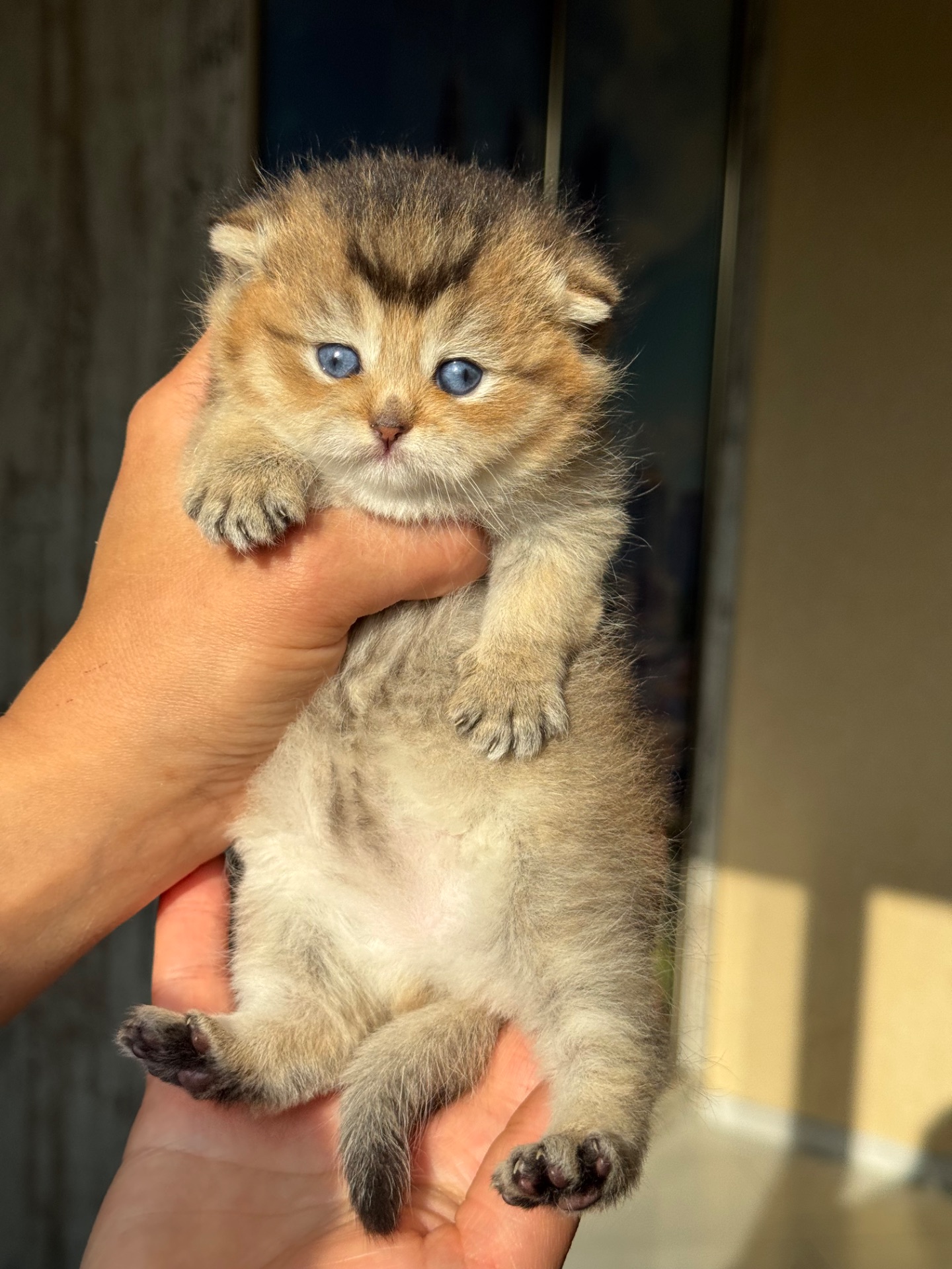 шотландские котята вислоухие(Scottish Fold)