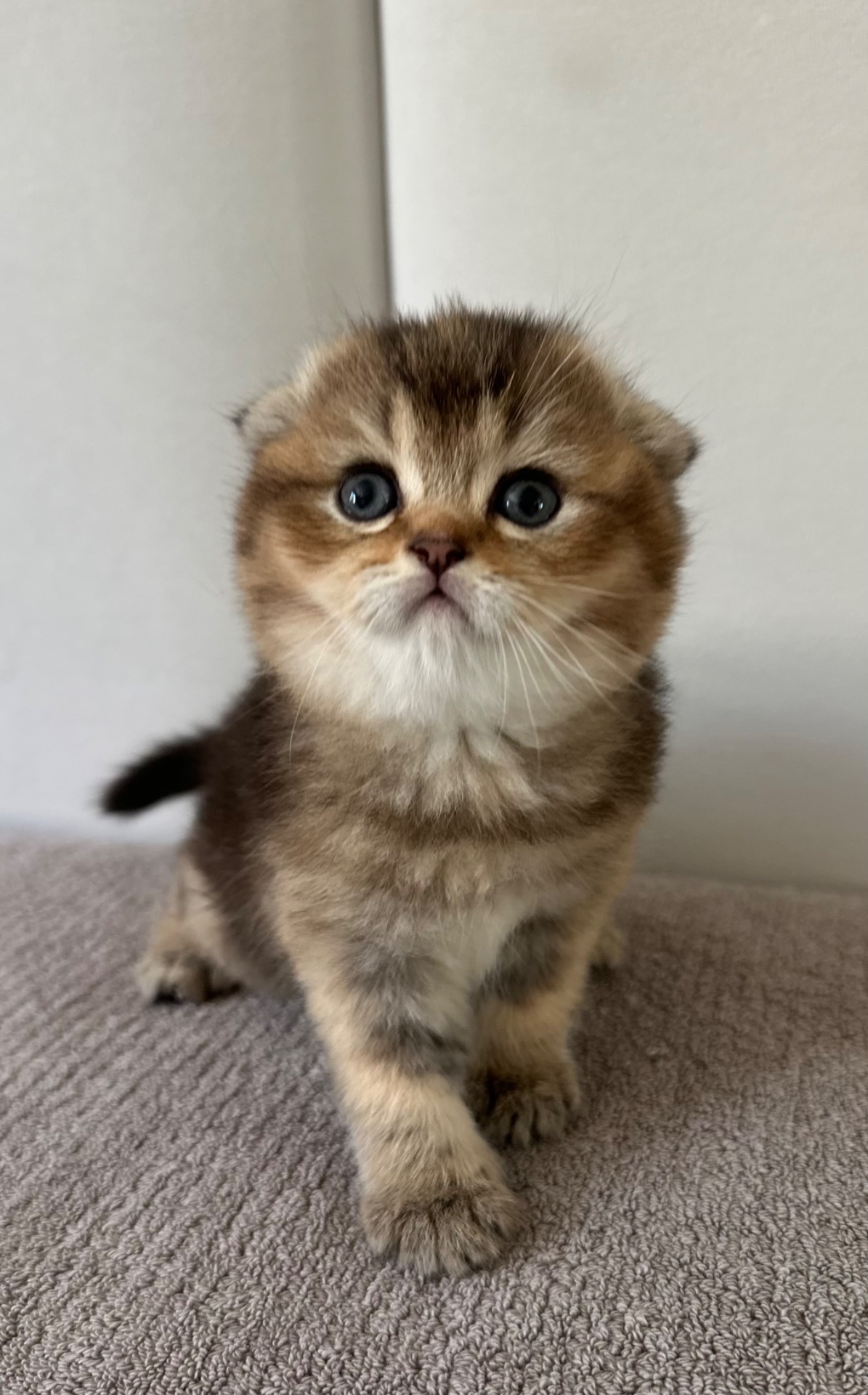 Шотландске висловухе кошеня Дівчинка Scottish Fold