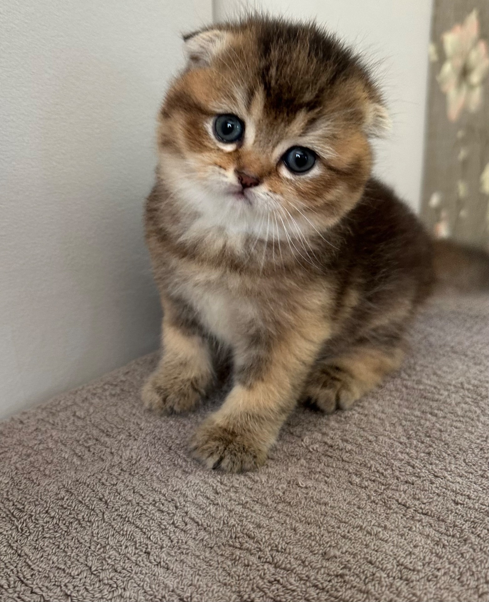 Шотландске висловухе кошеня Дівчинка Scottish Fold
