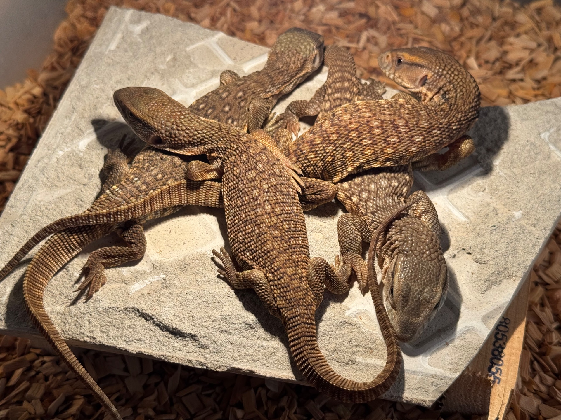 Капський варан (Varanus exanthematicus)