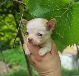 Крихітна дівчинка