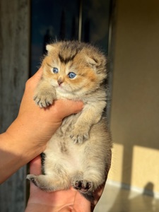 шотландские котята вислоухие(Scottish Fold)