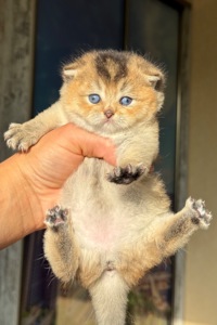 шотландские котята вислоухие(Scottish Fold)