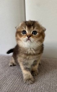 Шотландске висловухе кошеня Дівчинка Scottish Fold