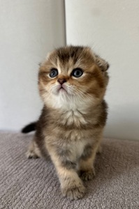 Шотландске висловухе кошеня Дівчинка Scottish Fold