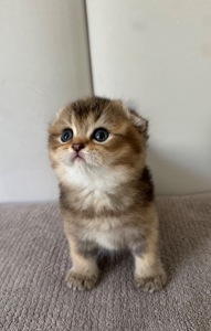 Шотландске висловухе кошеня Дівчинка Scottish Fold