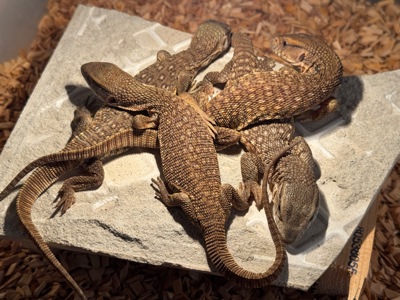 Капський варан (Varanus exanthematicus)