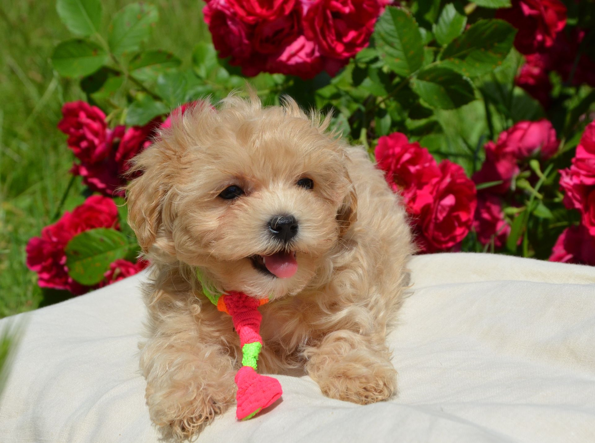 Мальтіпу F1 Maltipoo F1 цуценята 2 місяця