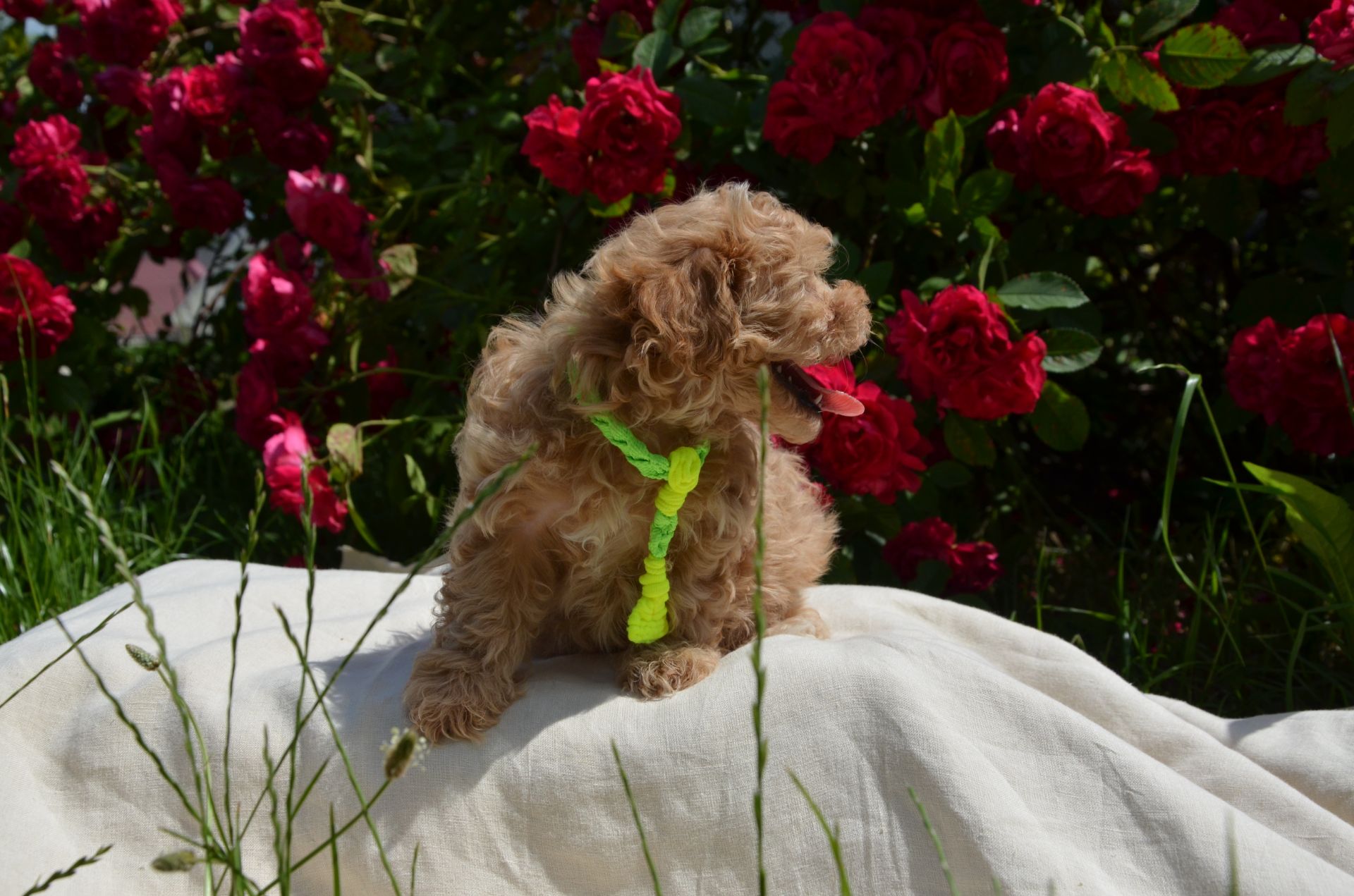 Мальтіпу F1 Maltipoo F1 цуценята 2 місяця