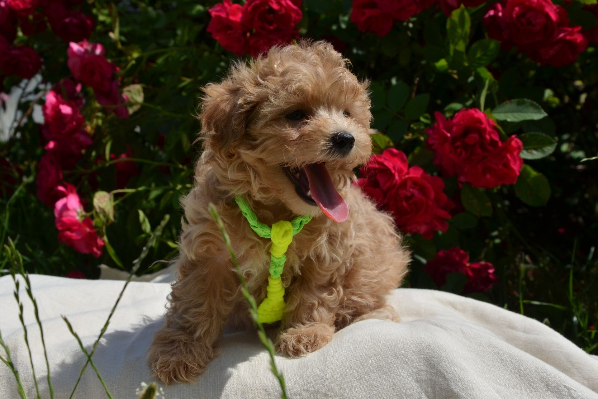 Мальтіпу F1 Maltipoo F1 цуценята 2 місяця
