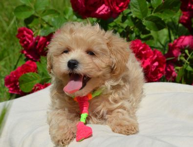 Мальтіпу F1 Maltipoo F1 цуценята 2 місяця