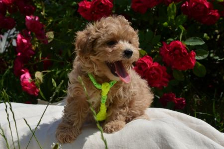 Мальтіпу F1 Maltipoo F1 цуценята 2 місяця