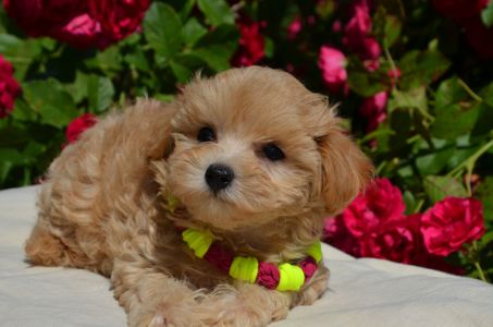 Мальтіпу F1 Maltipoo F1 цуценята 2 місяця